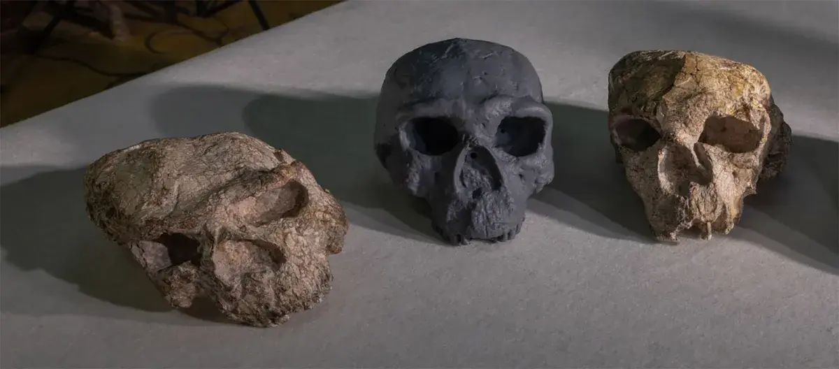 Crânio de 1 milhão de anos desafia crenças sobre evolução humana