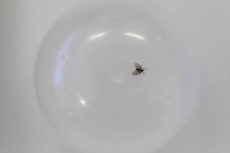 Mosquinhas do banheiro: especialistas do Butantan explicam por que elas existem e os riscos que elas representam