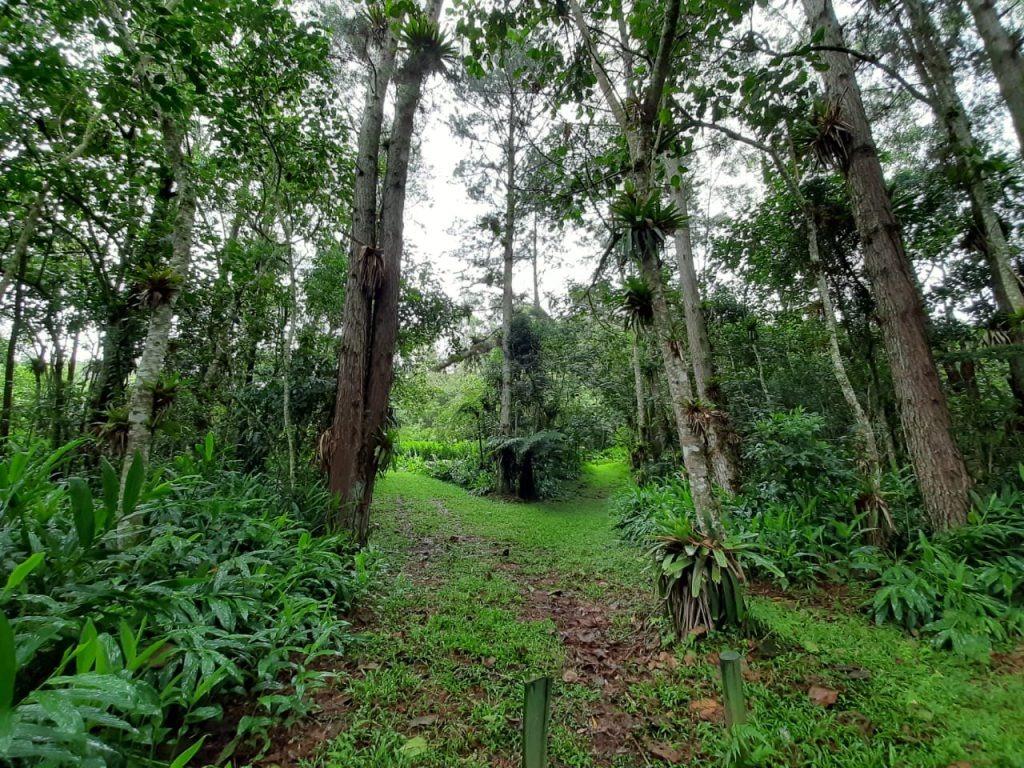 SP amplia atuação na agenda global de biodiversidade e clima