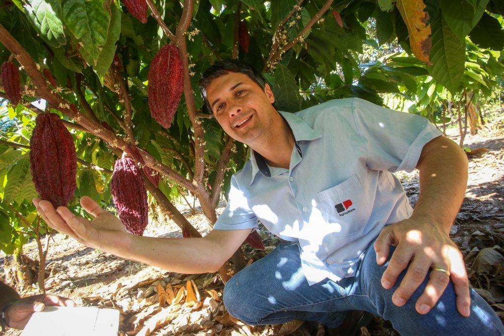 Dia do Cacau: Governo de SP impulsiona produção e eleva força do cultivo no estado