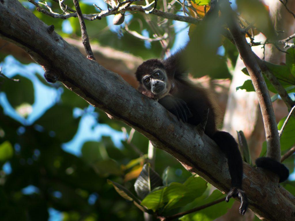SP abre consulta pública para identificar capacidade técnica para resgate e manejo de fauna silvestre