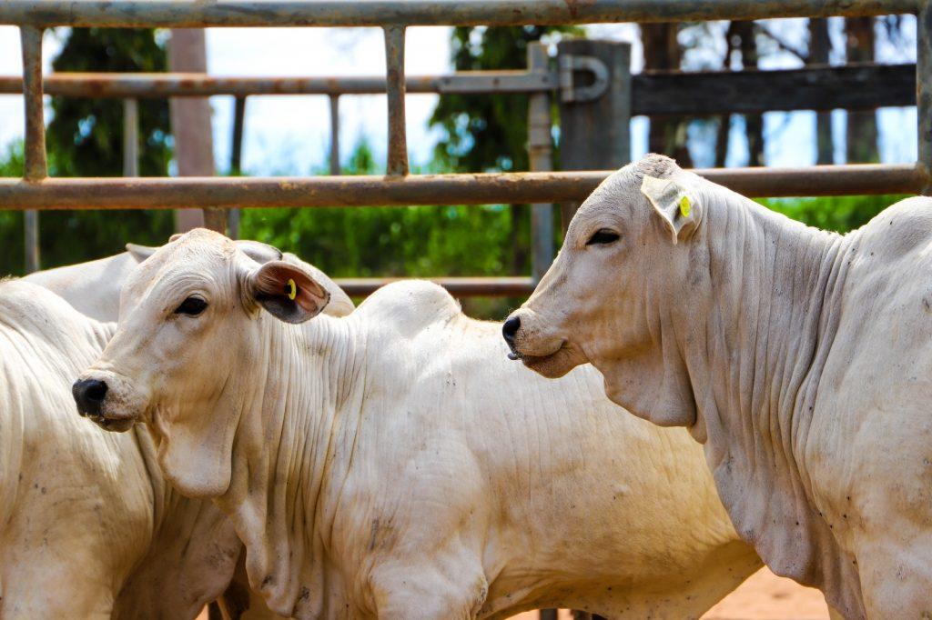 Atualização de rebanhos começa com contribuição obrigatória para Fundesa
